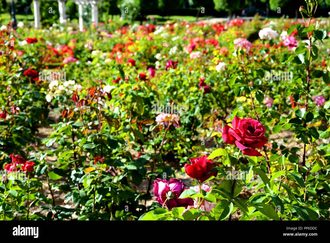 Rose, Rosen, Blüte, Blumen, Pflanze, Pflanzen, rote Rose Stockfoto