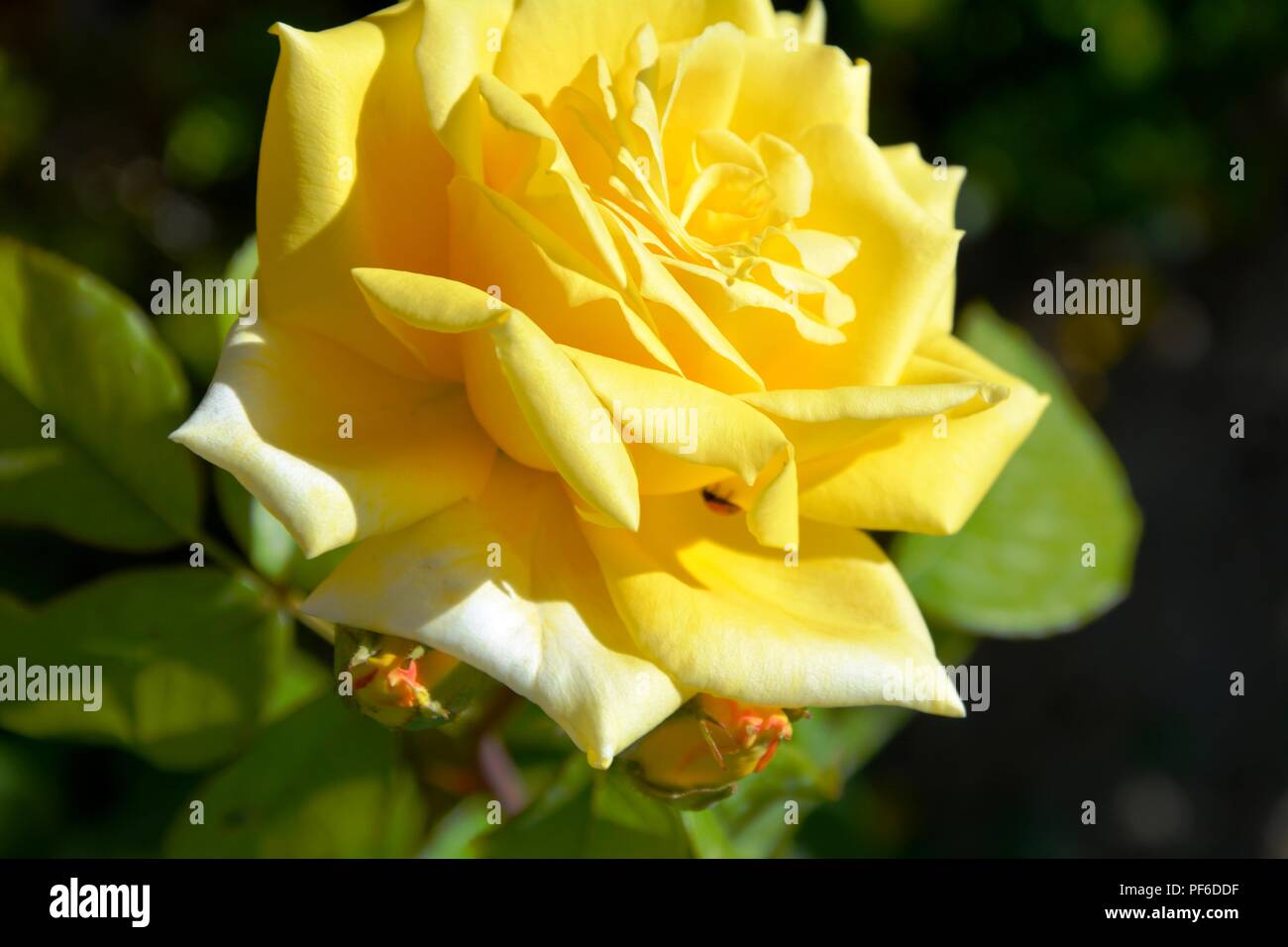 Gelbe Rose, Rose, Rosen, Blüte, Blumen Stockfoto