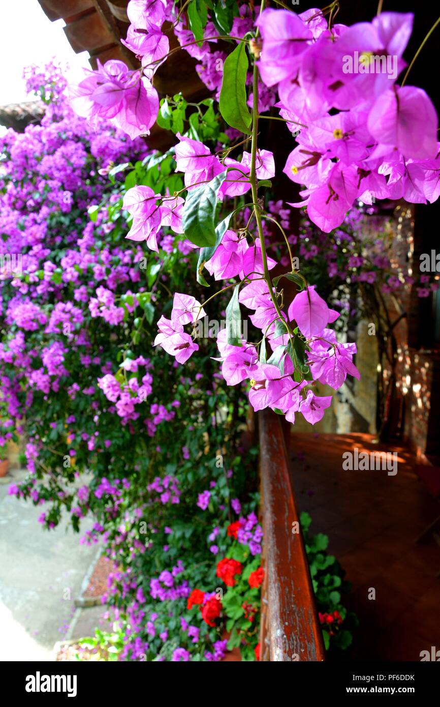 Violetten Blüten, violett Blumen, Blume, Blumen, Pflanzen, Pflanzen Stockfoto