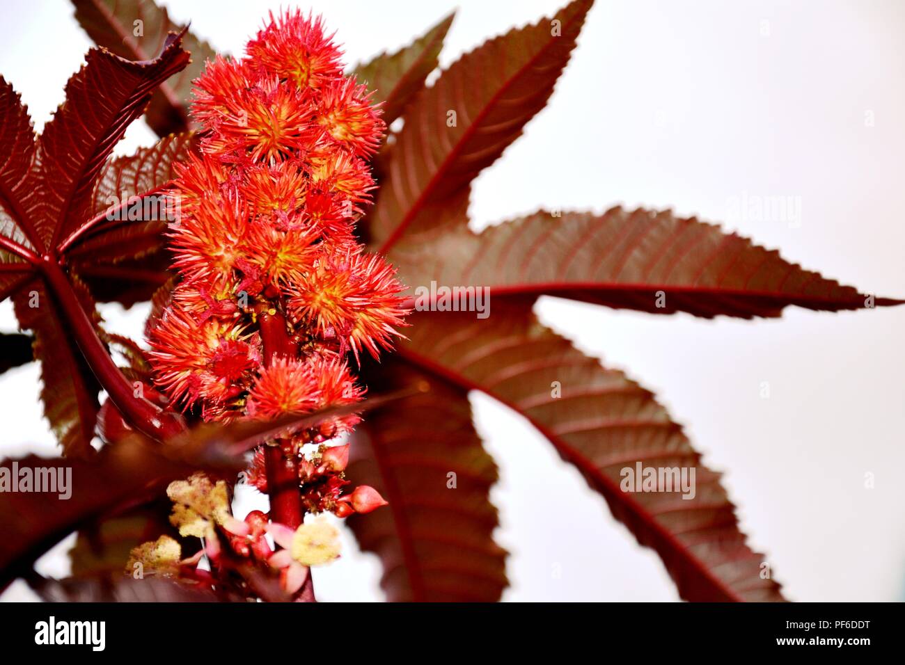 Rote Früchte, Rot, Blume, Blumen, Pflanzen, Pflanzen Stockfoto