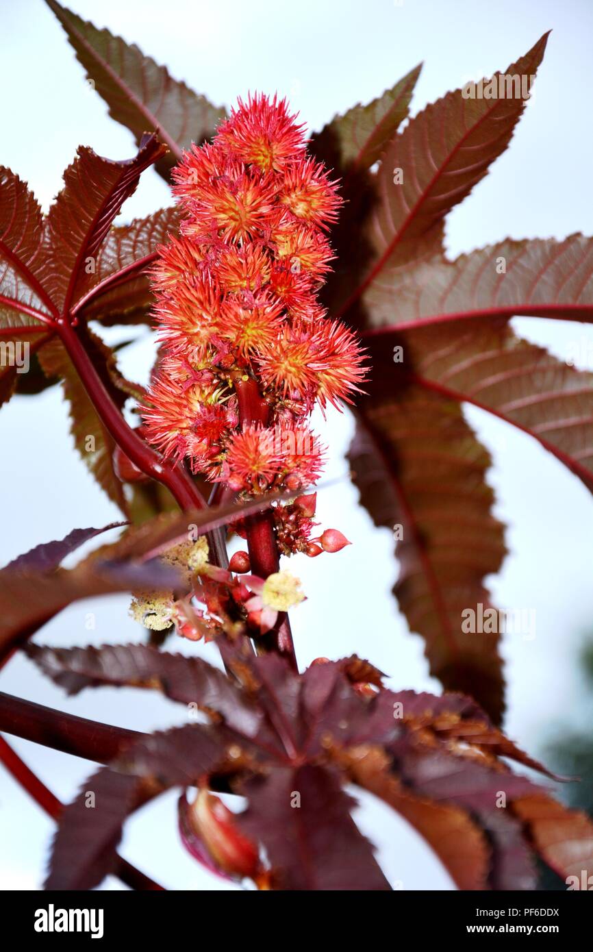 Rote Früchte, Rot, Blume, Blumen, Pflanzen, Pflanzen Stockfoto