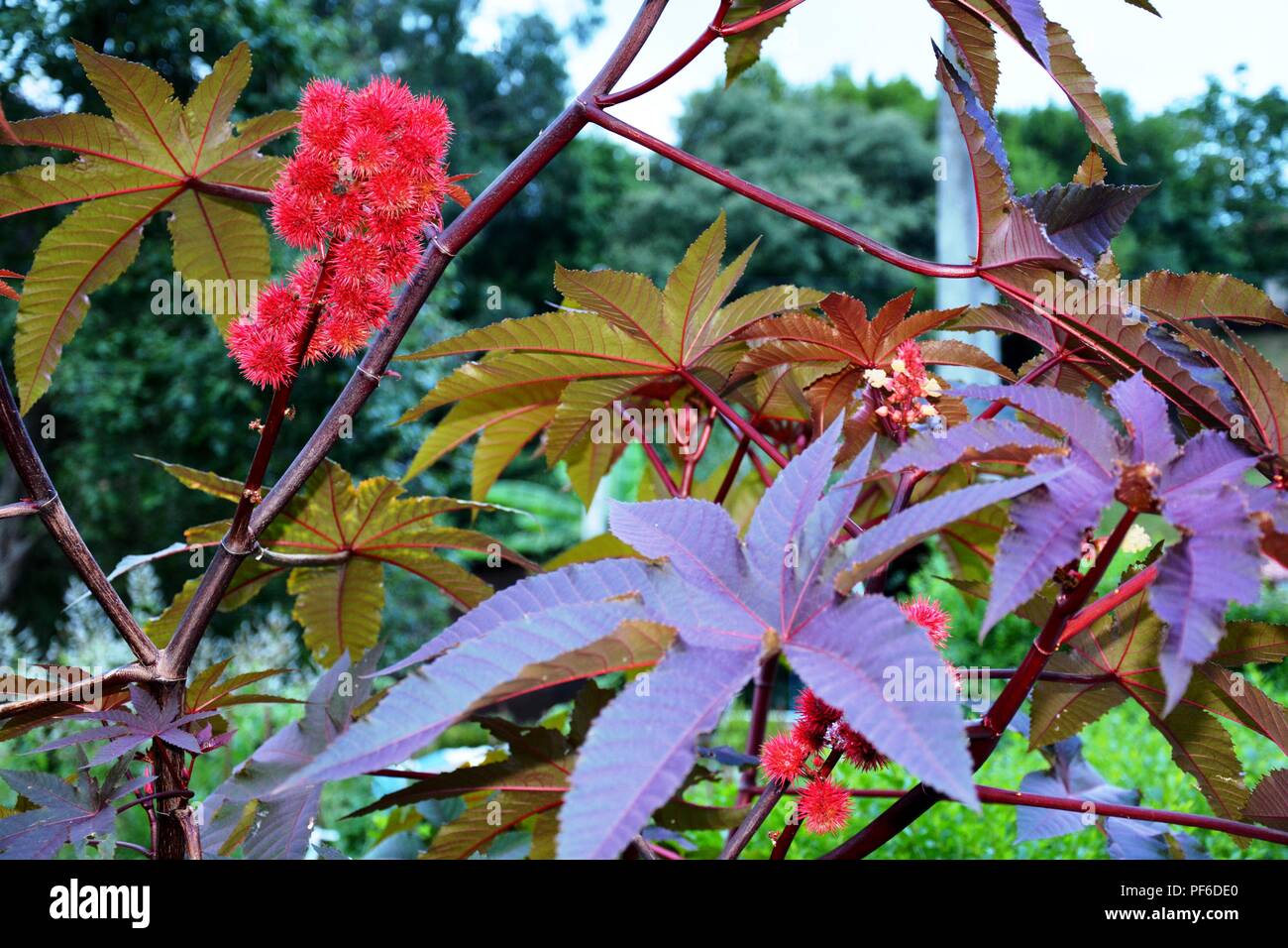 Rote Früchte, Rot, Blume, Blumen, Pflanzen, Pflanzen Stockfoto
