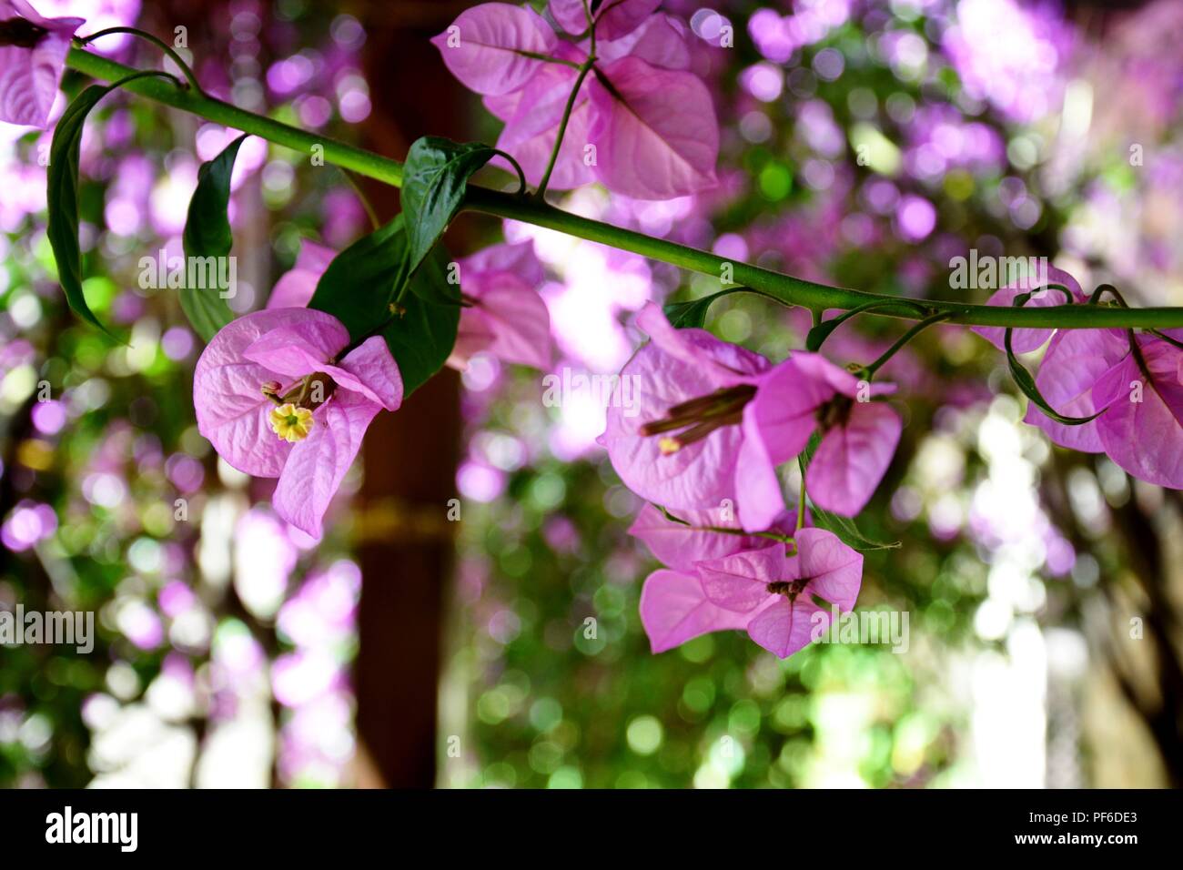 Violetten Blüten, violett Blumen, Blume, Blumen, Pflanzen, Pflanzen Stockfoto