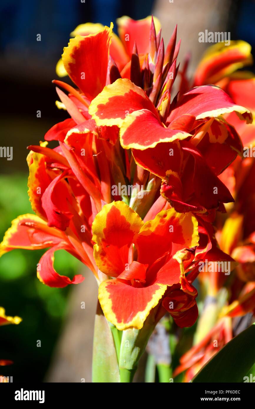 Rote und gelbe Blumen, rote und gelbe Blüte, Blume, Blumen, Pflanzen, Pflanzen Stockfoto