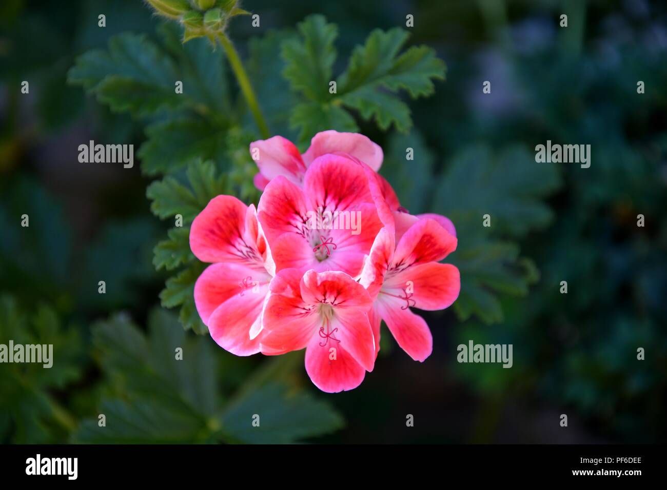 Rosa Blume, rosa Blumen, Blume, Blumen, Pflanzen, Pflanzen Stockfoto