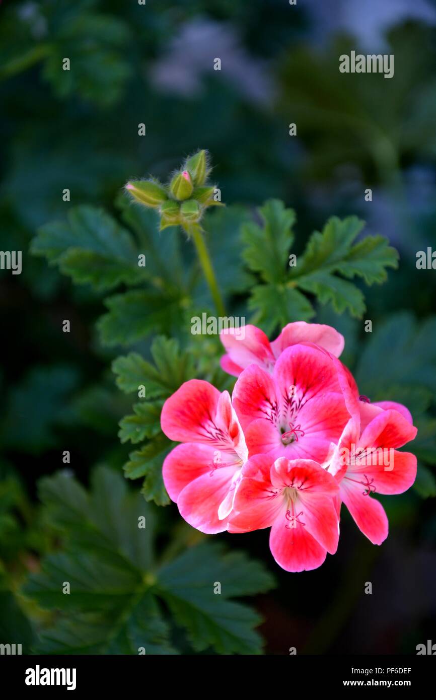 Rosa Blume, rosa Blumen, Blume, Blumen, Pflanzen, Pflanzen Stockfoto