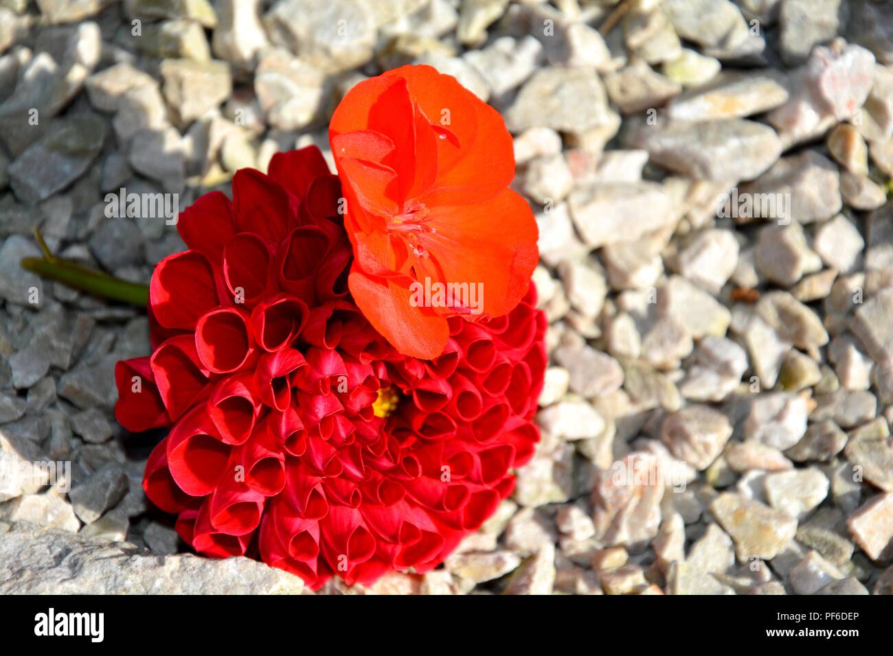 Rote Blume, Rot, Blumen, Blume, Blumen, Blumen auf dem Stein Stockfoto
