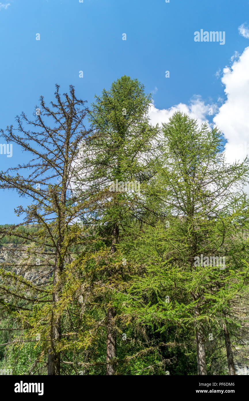 Bergpanorama im Sommer Stockfoto