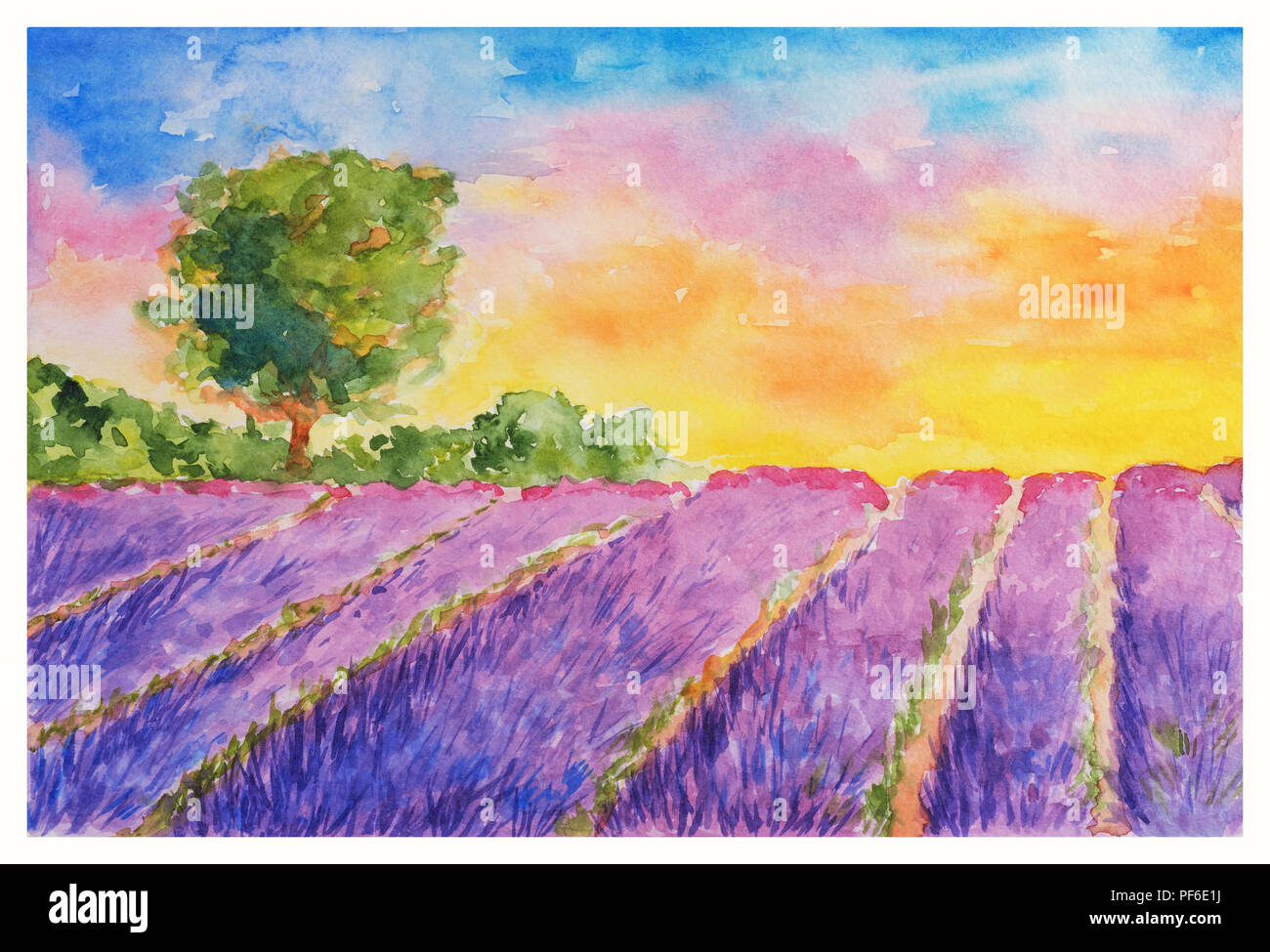 Sommer Landschaft: boomende Violett Lavendel Feld und einzelnen Baum bei Sonnenuntergang, Aquarell Hand gezeichnet und gemalt Stockfoto