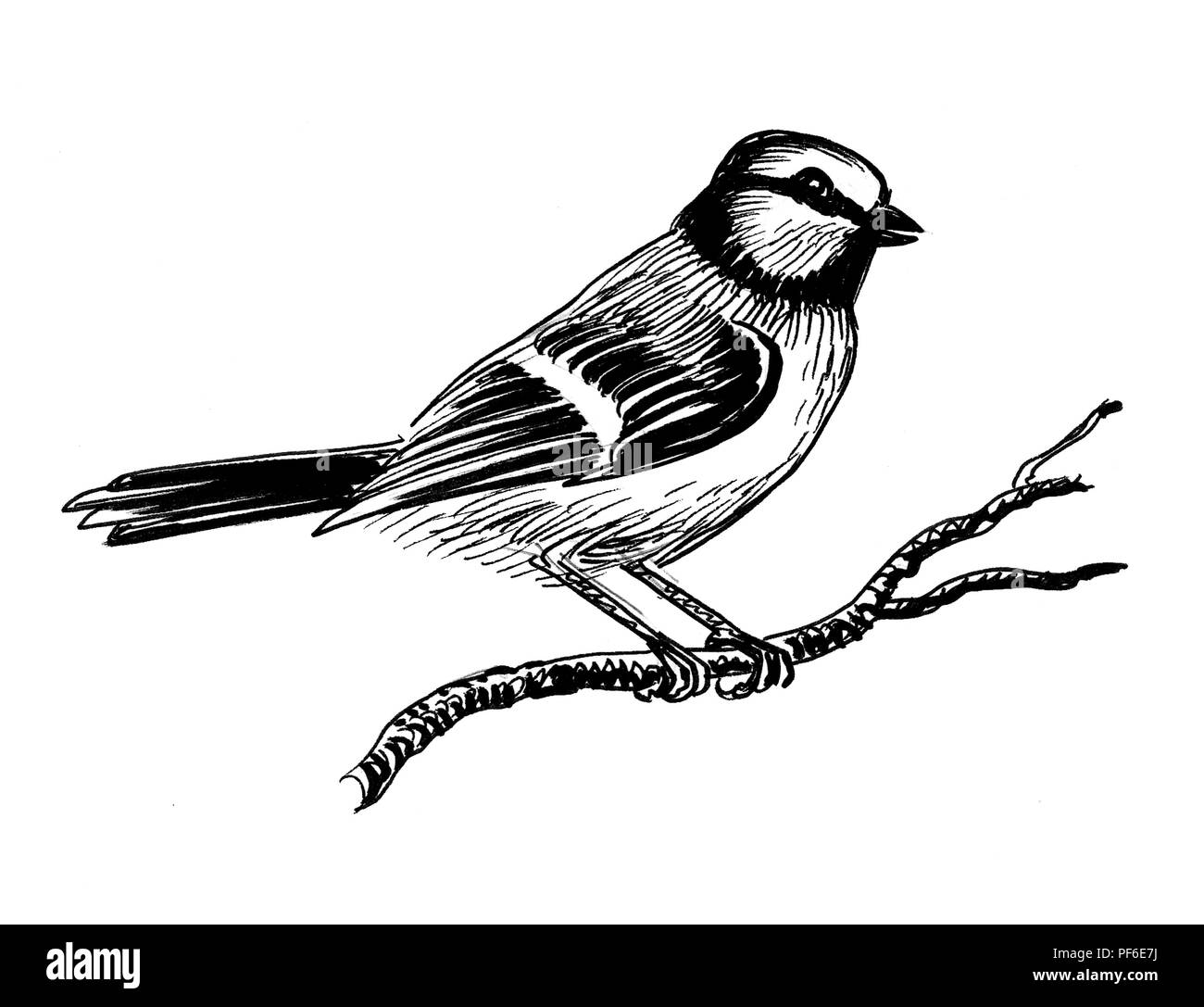 Auf Einem Baum Vogel Tinte Schwarz Weiss Zeichnung Stockfotografie Alamy