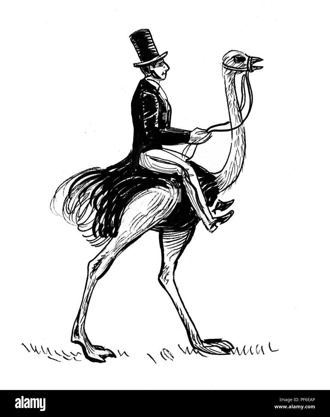Gentleman Reiten ein Strauß. Tinte schwarz-weiss Zeichnung Stockfoto