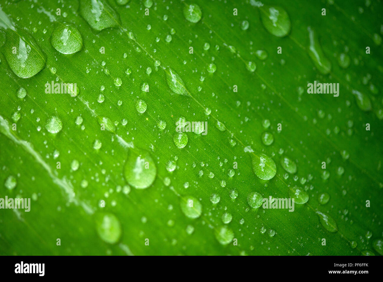 Wassertropfen auf grünes Blatt Stockfoto