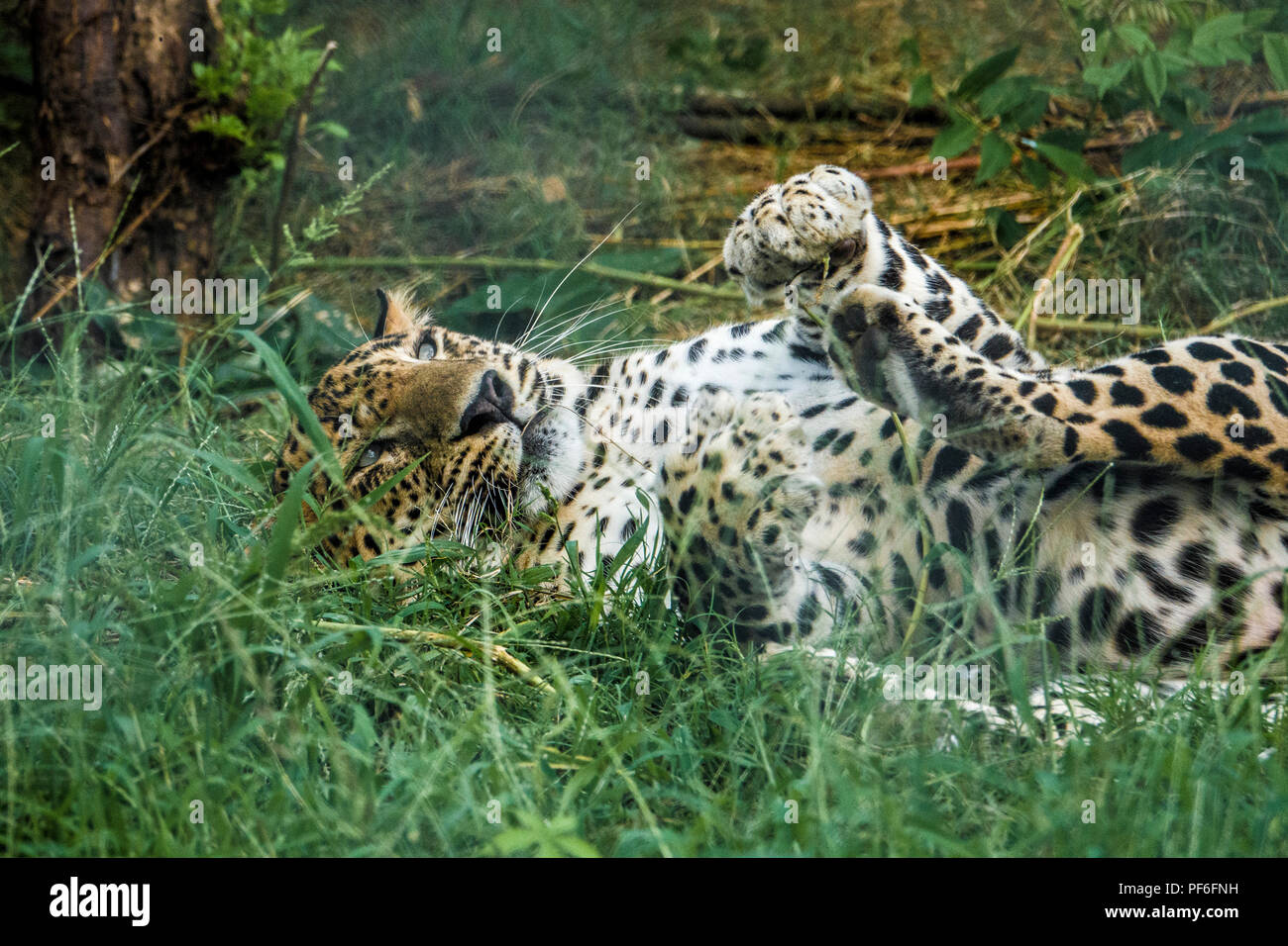 Indische Leopard (Panthera pardus fusca) liegend im Gras Stockfoto