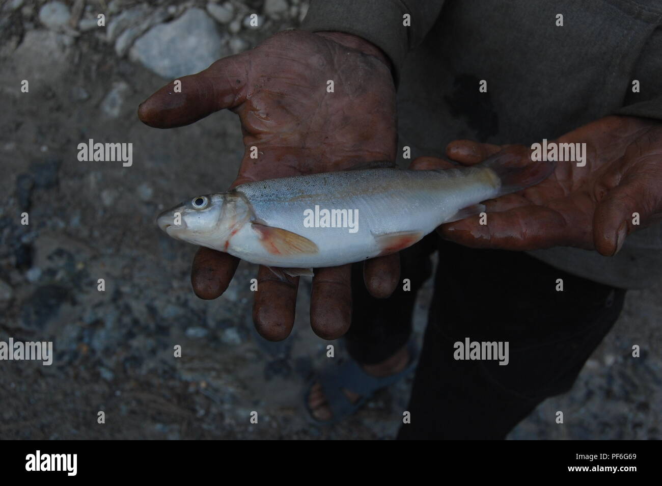 Tiere, Insekten, Fische und Vögel, Nepal Stockfoto