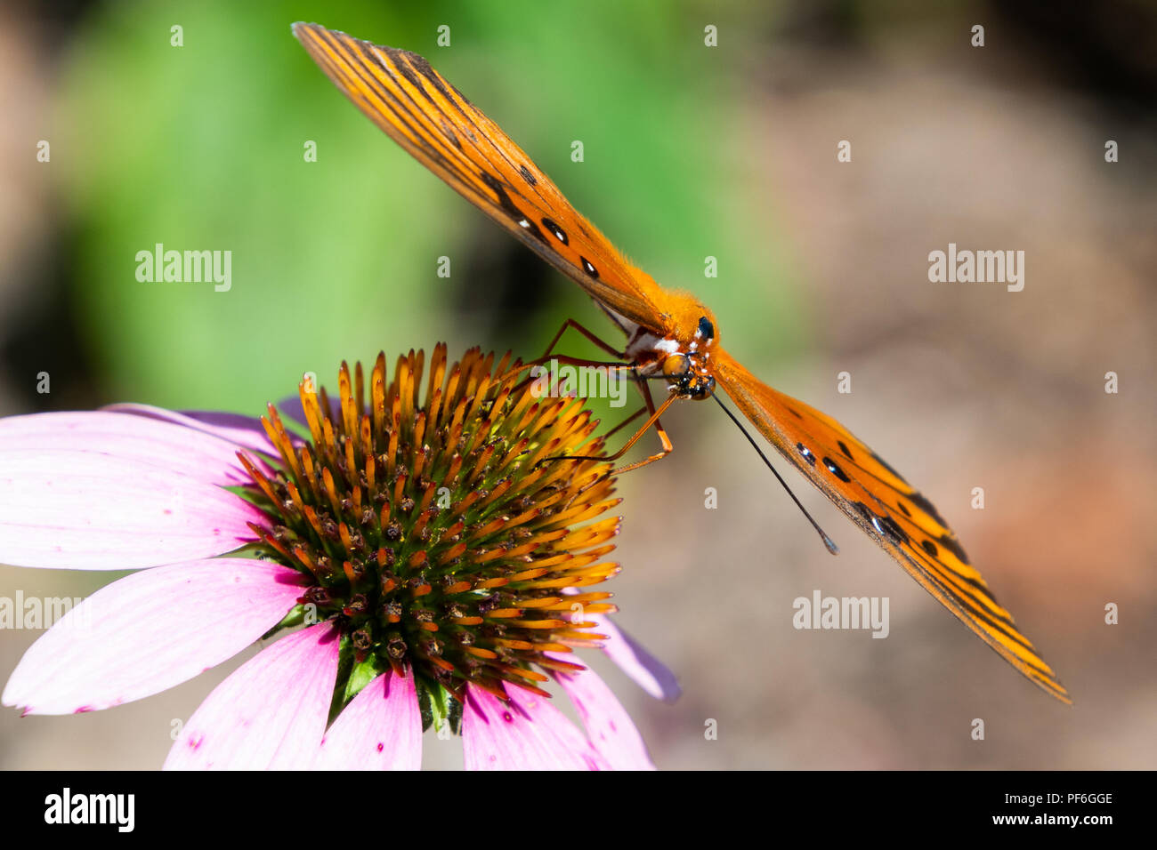 Mit Blick auf einen Golf fritillary (Agraulis vanillae) Schmetterling auf einem Purple cone Flower. Stockfoto