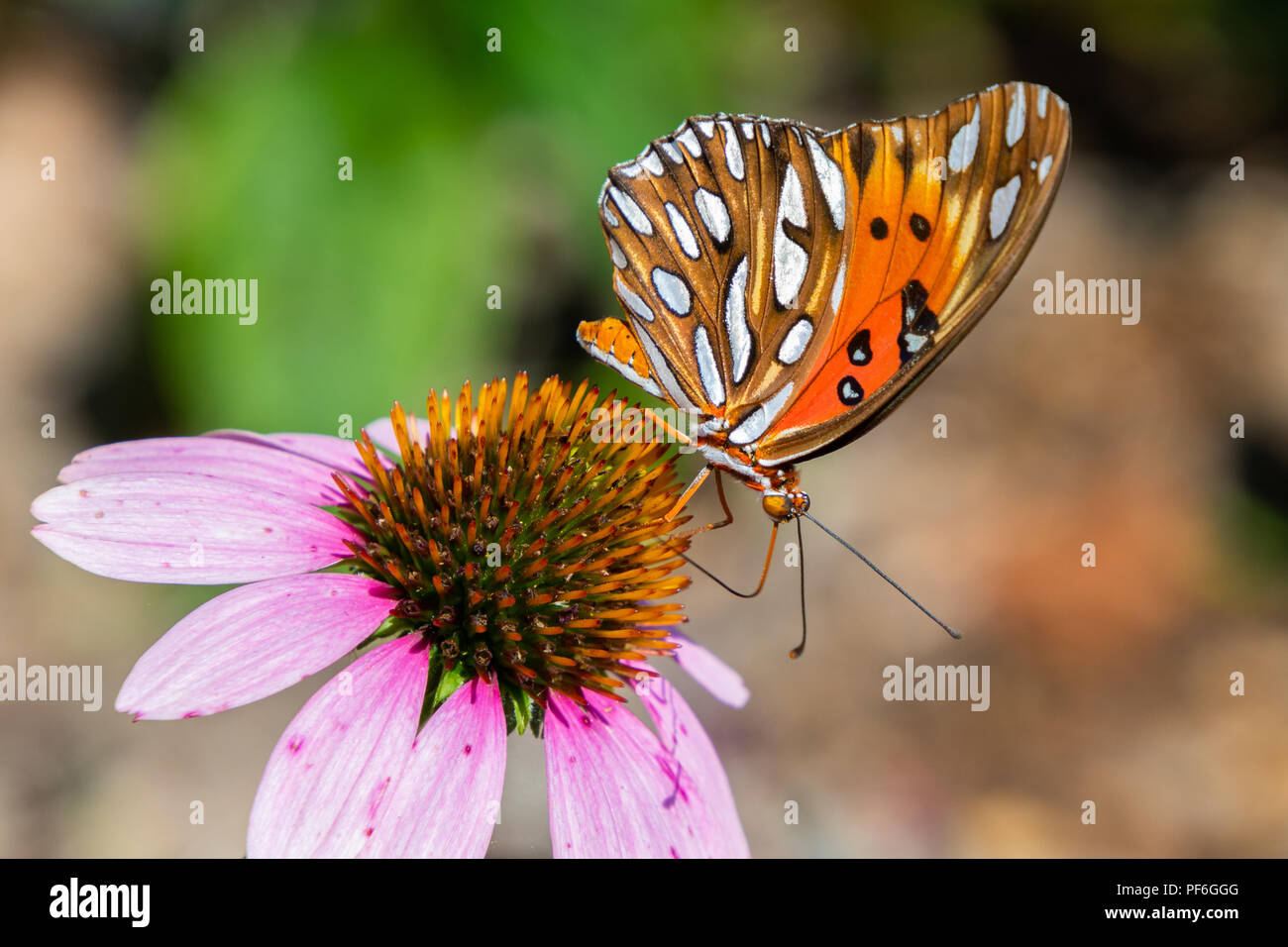 Seitenansicht eines Golf fritillary (Agraulis vanillae) Schmetterling auf einem Purple cone Flower. Stockfoto