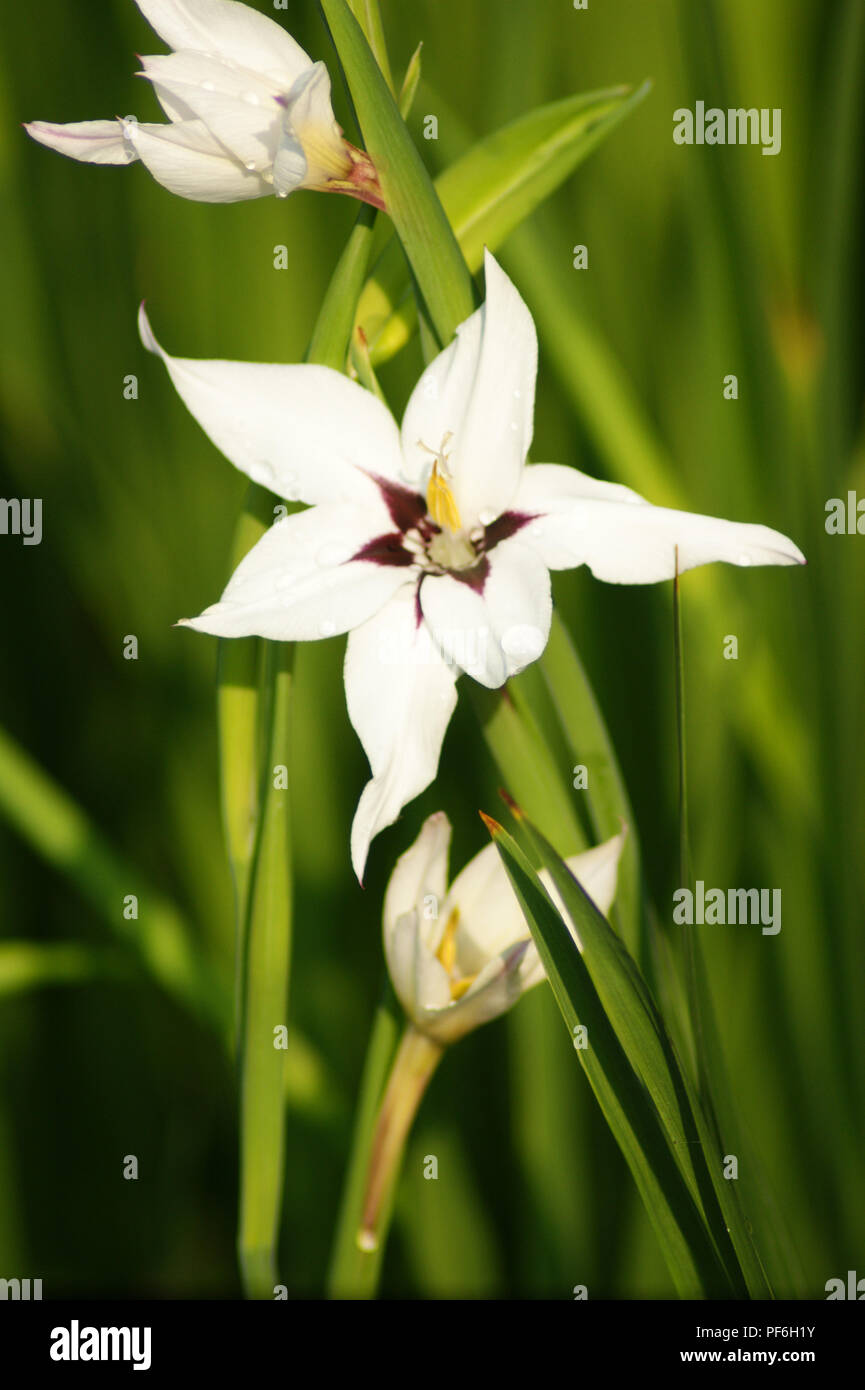 Abessinier gladiolus Glaïeul d'Abyssinie, Violett und Weiß gladiolus glaïeul Blanc, Abessinier weiße Gladiolen, Grand Dorsett abisinia Blanca y púrpura Stockfoto