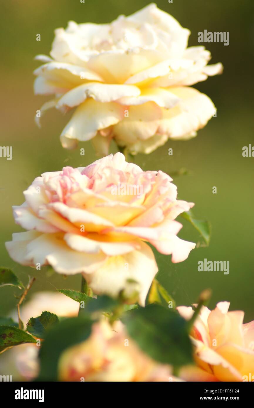 Roses jaunes et orange, orange und gelbe Rosen, gelb und orange Rosen, Amarillo y Naranja rosa, Stockfoto