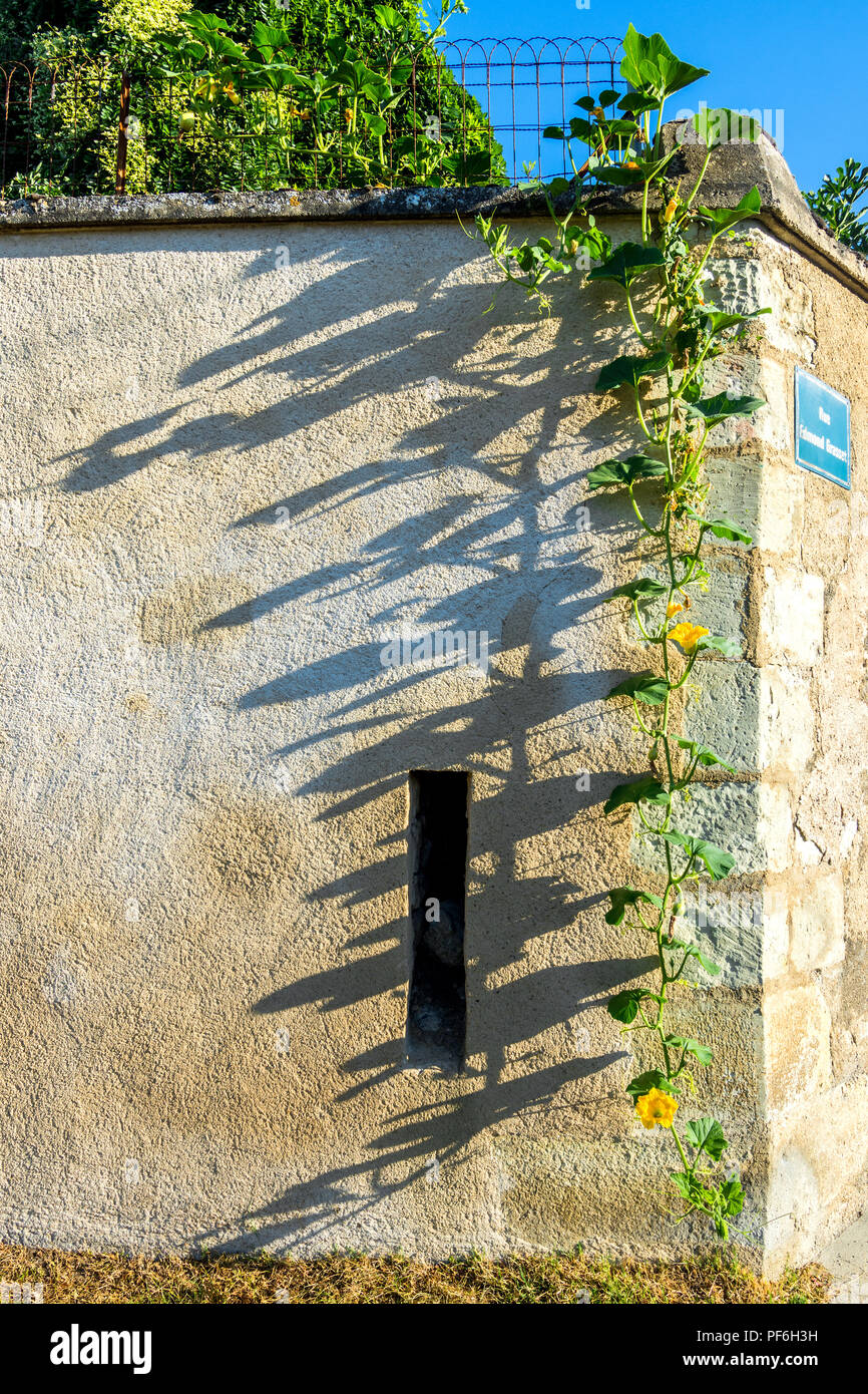 Blühende Staude Pflanze - Cucurbitaceae - unten Hinterkante Steinmauer. Stockfoto