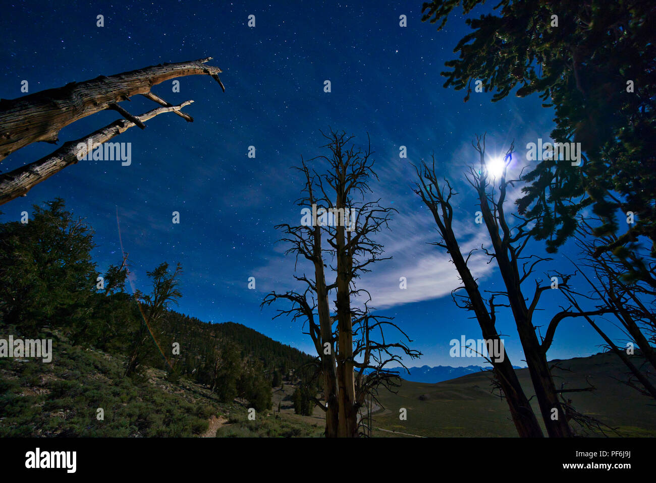 Bristlecone Pines unter dem Nachthimmel in den Weißen Bergen, Bishop, Kalifornien Stockfoto