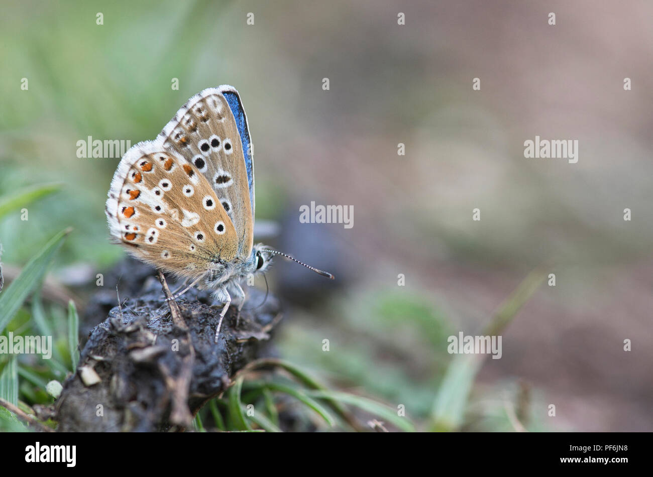 Adonis blue butterfly (Lysandra bellargus) Unterseite der erwachsenen männlichen Mineraliengewinnung von Fox pfui. Stockfoto