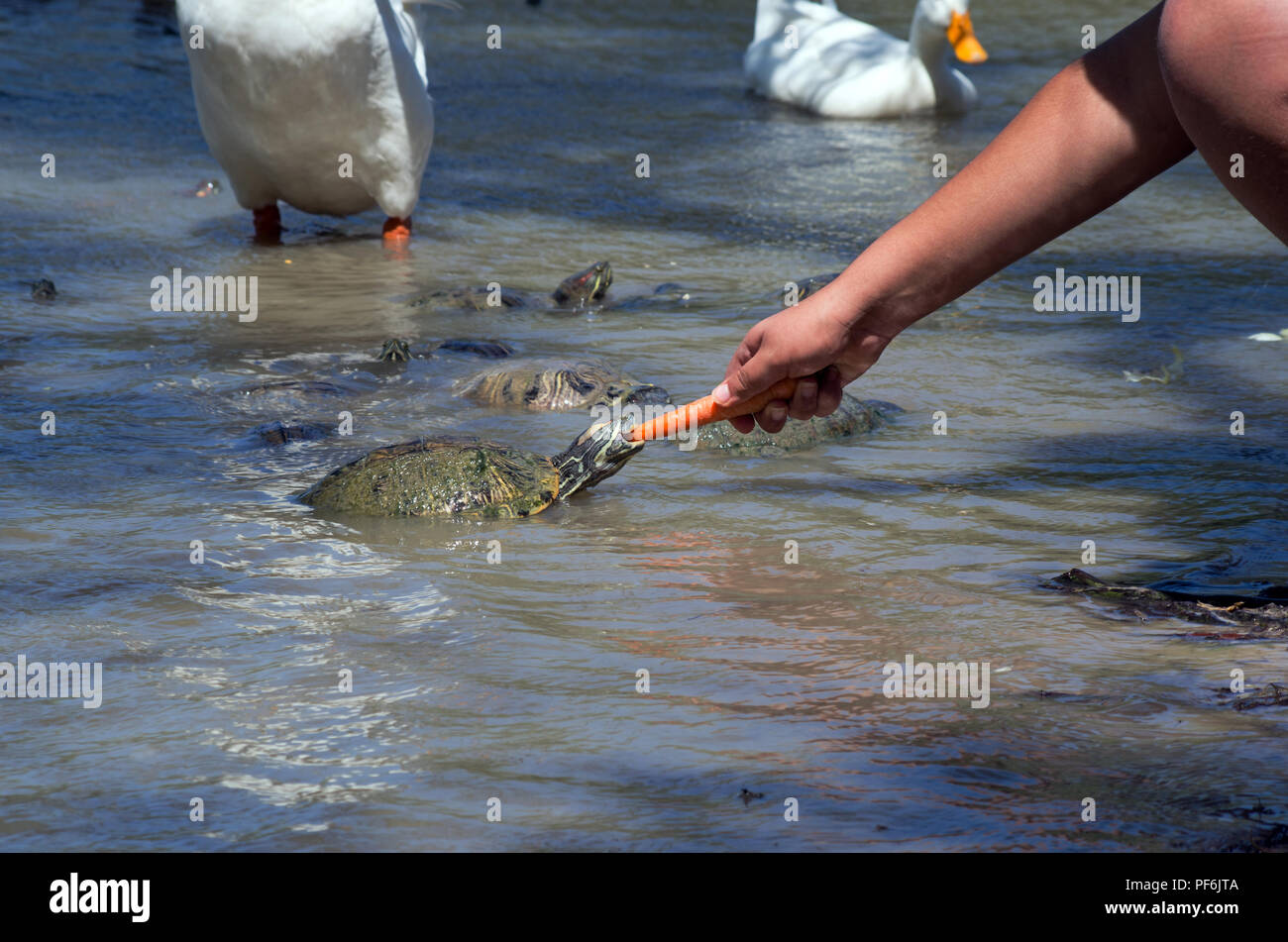 Eine Schildkröte nimmt einen Bissen eine Karotte von einem Besucher Lakeview Park statt. Dieser beliebten Stadt Park ist auf Holly Straße in Corpus Christi, Texas USA. Stockfoto