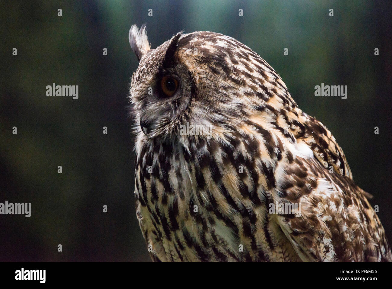 Eine eurasische Uhu (Bubo bubo) an der Schottischen Eule Center Stockfoto