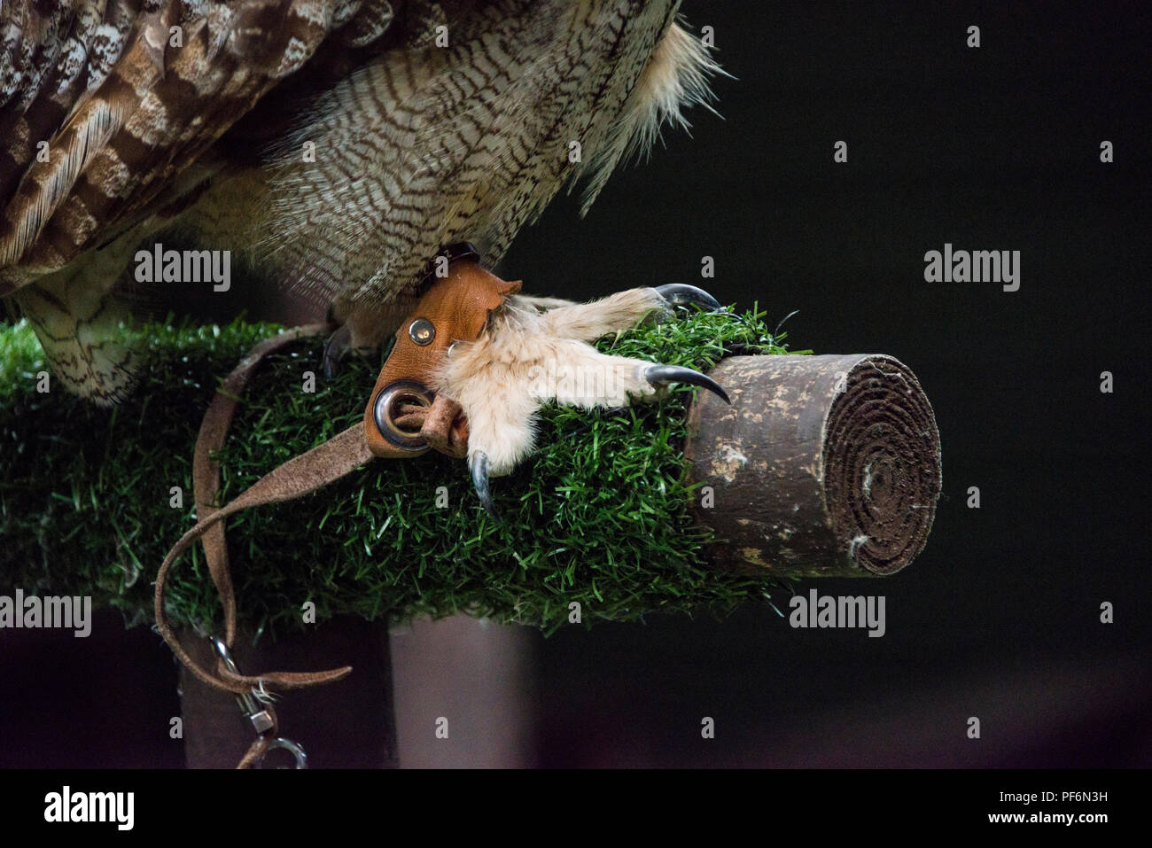 Nahaufnahme der Fuß eines Captive eurasischen Uhu (Bubo bubo) an der Schottischen Eule Center Stockfoto