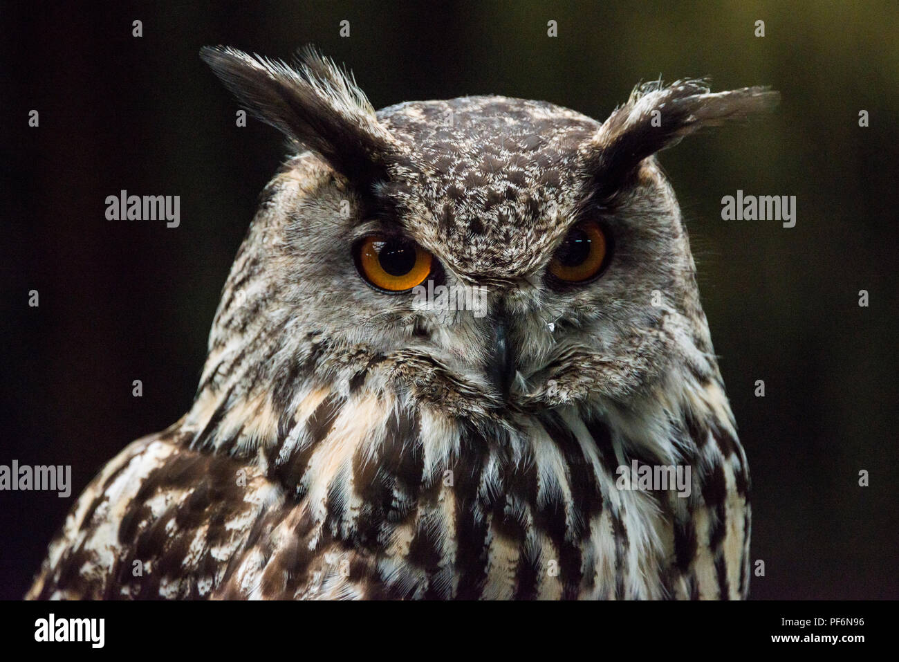 Eine eurasische Uhu (Bubo bubo) an der Schottischen Eule Center Stockfoto