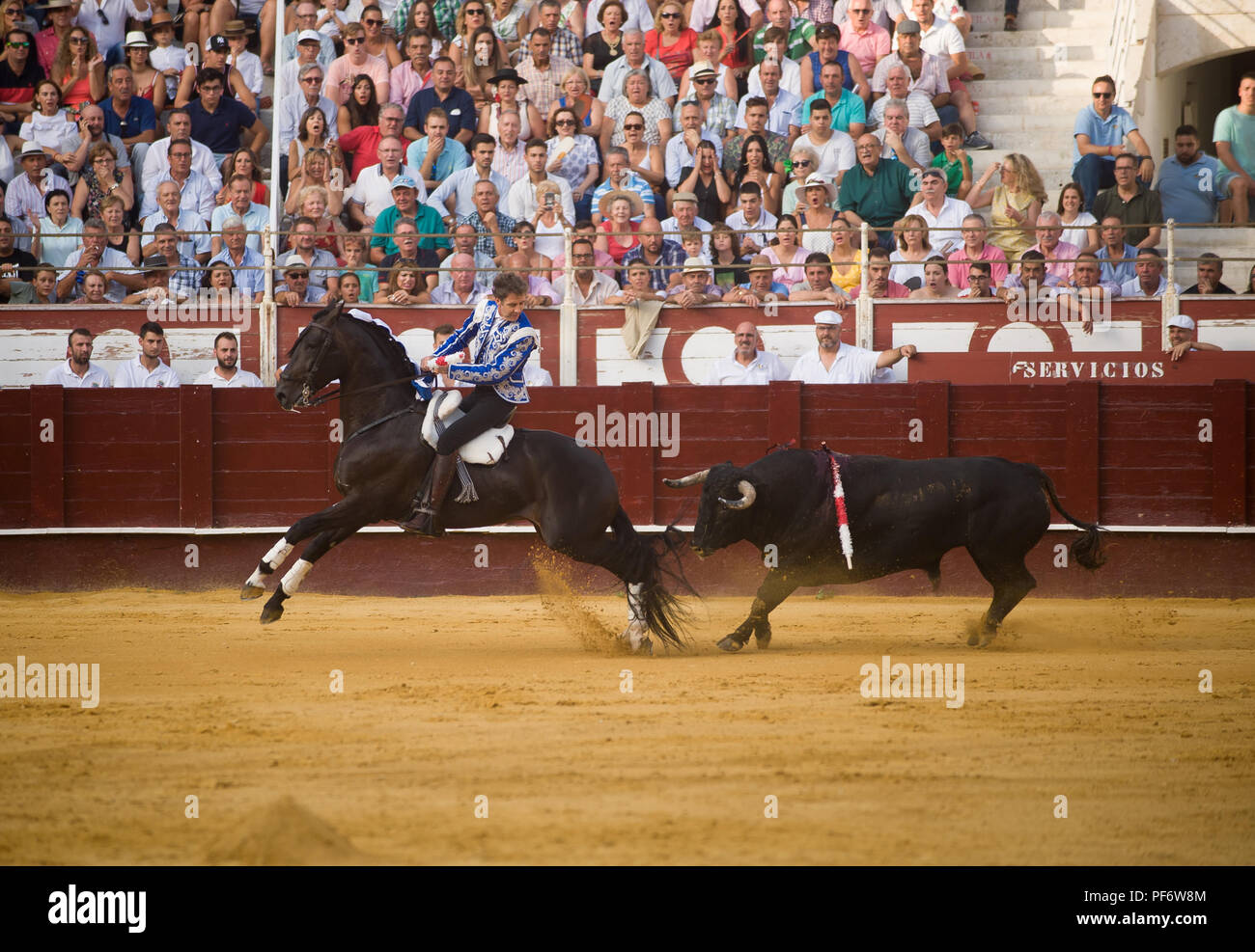 Malaga, Malaga, Spanien. 19 Aug, 2018. Spanish rejoneador Pablo Hermoso de Mendoza gesehen von einem Stier verfolgt. Letzten Stierkampf im La Malagueta Stierkampfarena in Málaga. Der Stierkampf ist eine traditionelle Aufführung hauptsächlich in Spanien praktiziert wird. In den meisten Teilen Spaniens ist es immer noch legal, obwohl Tier rechten Aktivisten immer wieder Protest gegen Sie. Credit: Jesus Merida Luque/SOPA Images/ZUMA Draht/Alamy leben Nachrichten Stockfoto