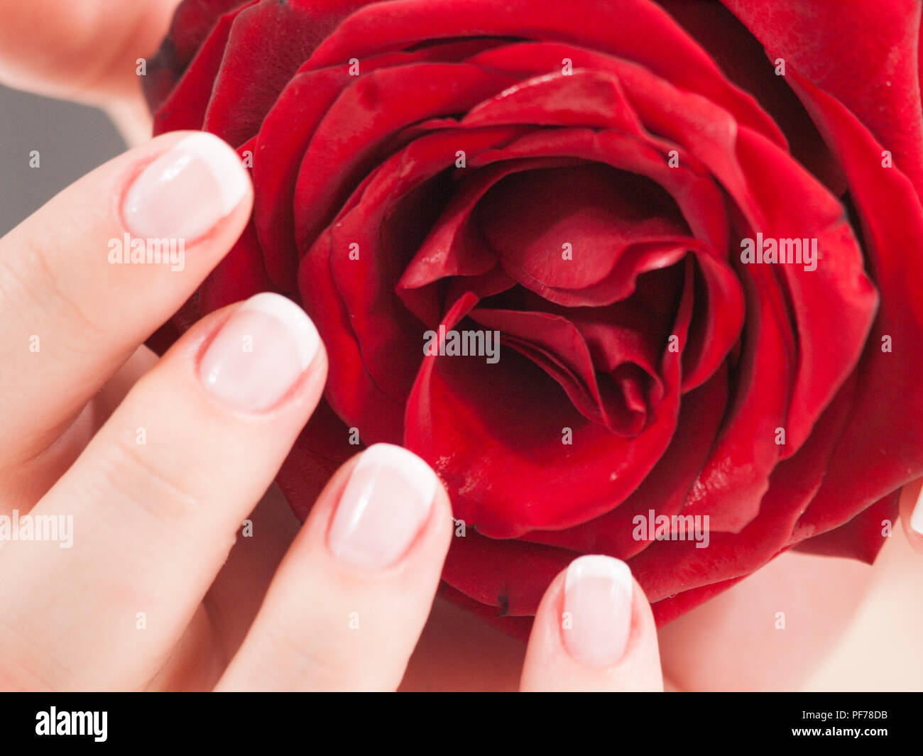 Schöne Frau hand mit polierten Nägel im französischen Stil mit Rose Stockfoto