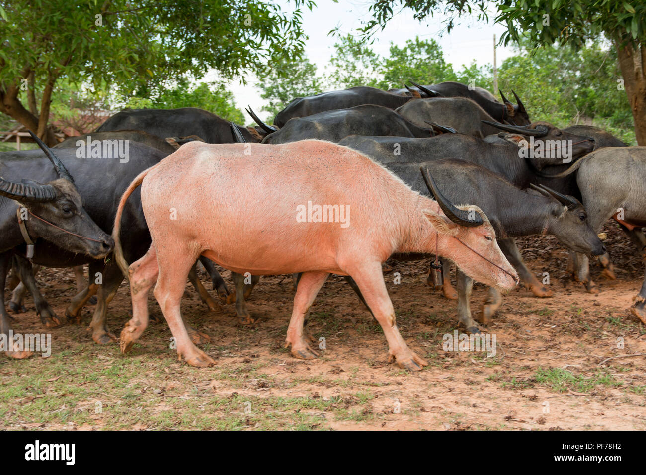Gruppe der asiatischen Büffel Landschaft Feld von Thailand. albino Büffel in Massen Stockfoto