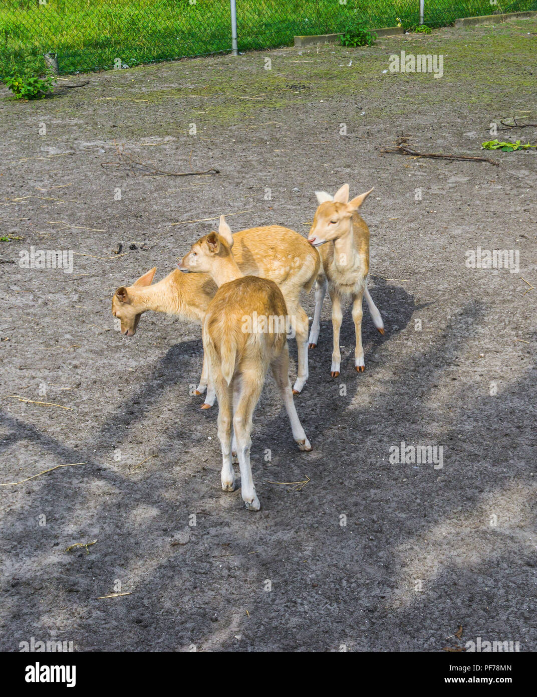 Kleine jungen Hirsche Gruppe Tiere Bauernhof Stockfoto