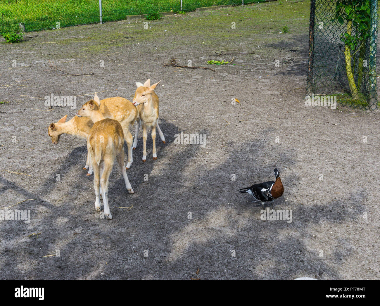Gruppe von jungen kleine Rehe Tiere und eine schwarze, braune Ente Stockfoto