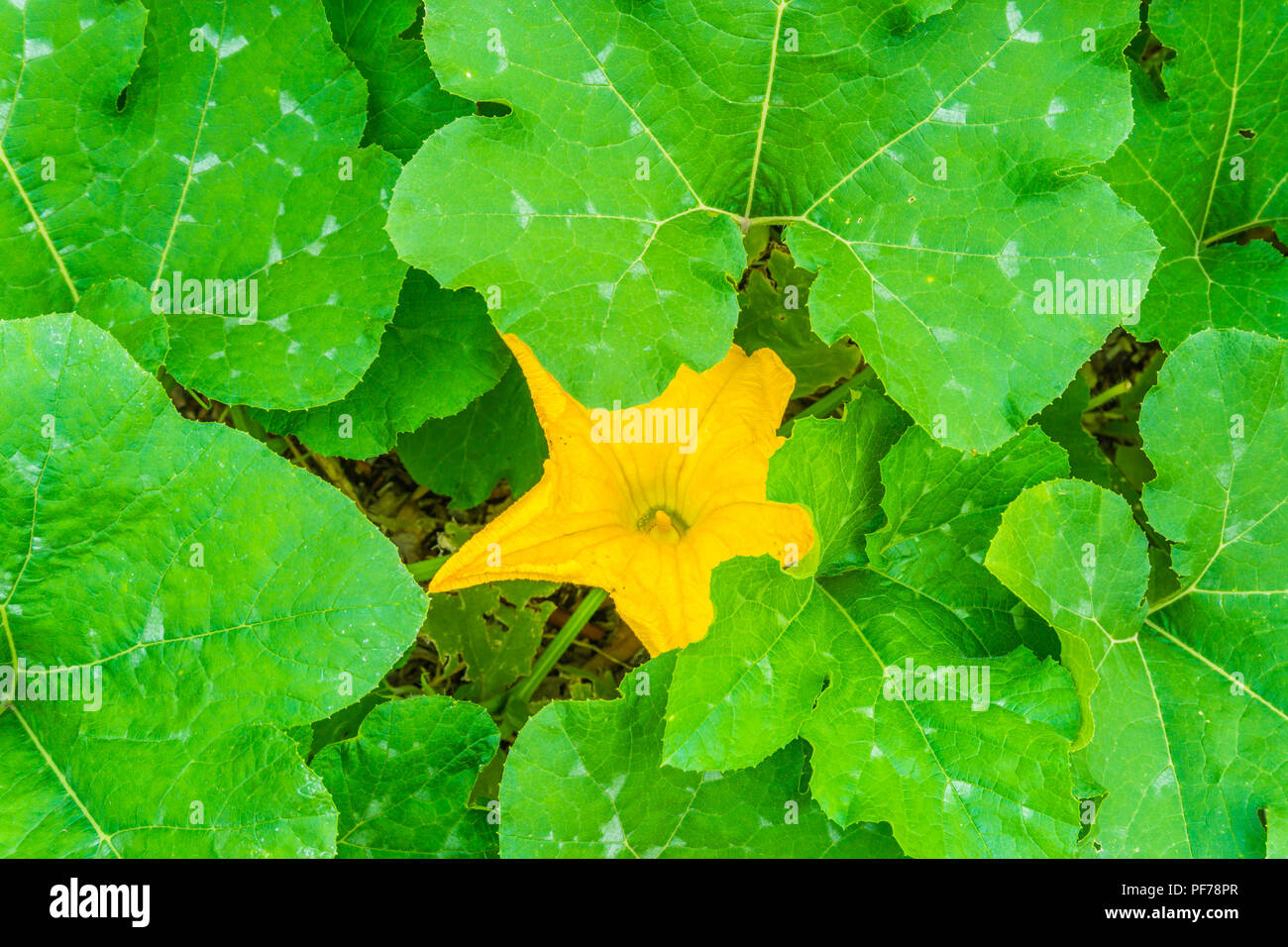 Kürbis Pflanze mit grossen Blättern und großen, gelben Blume Stockfoto