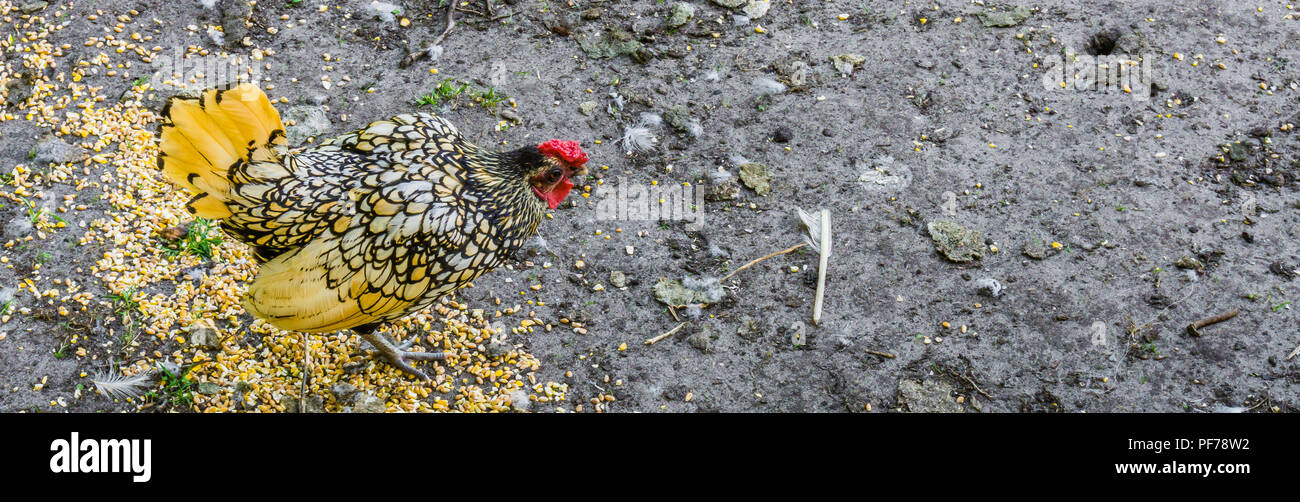 Schönen gelb gefiederten Huhn banner Stockfoto