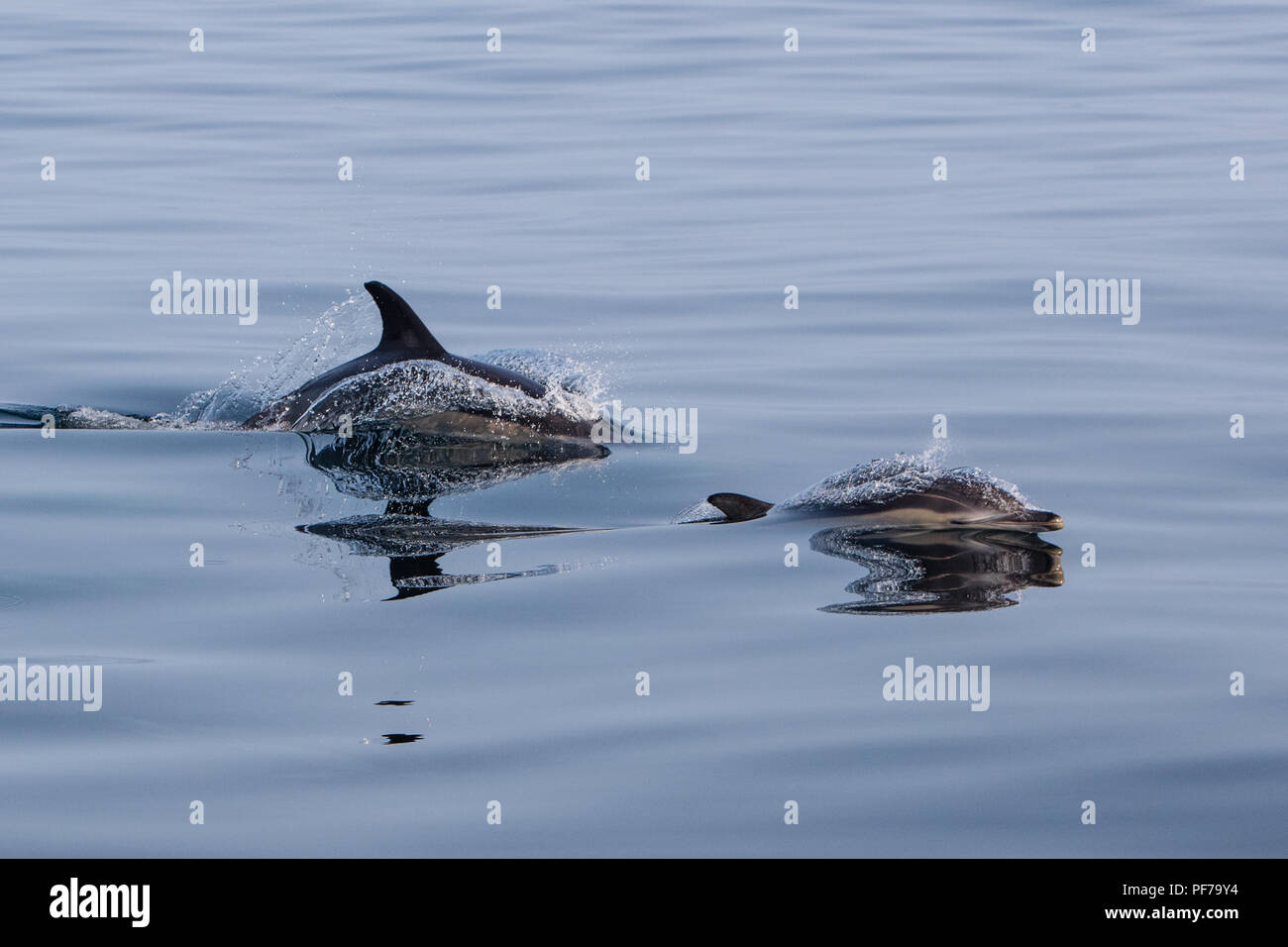 Schnell und wendig Short-Beaked Gemeine Delfine, Delphinus delphis, Schwimmen in den Nordatlantik aus Cape Cod, Massachusetts. Stockfoto