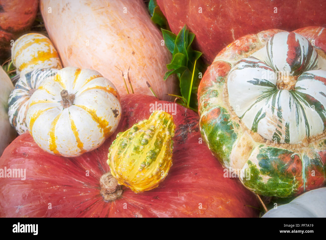 Die Anordnung der verschiedenen Kürbisse und/oder Kürbisse Stockfoto