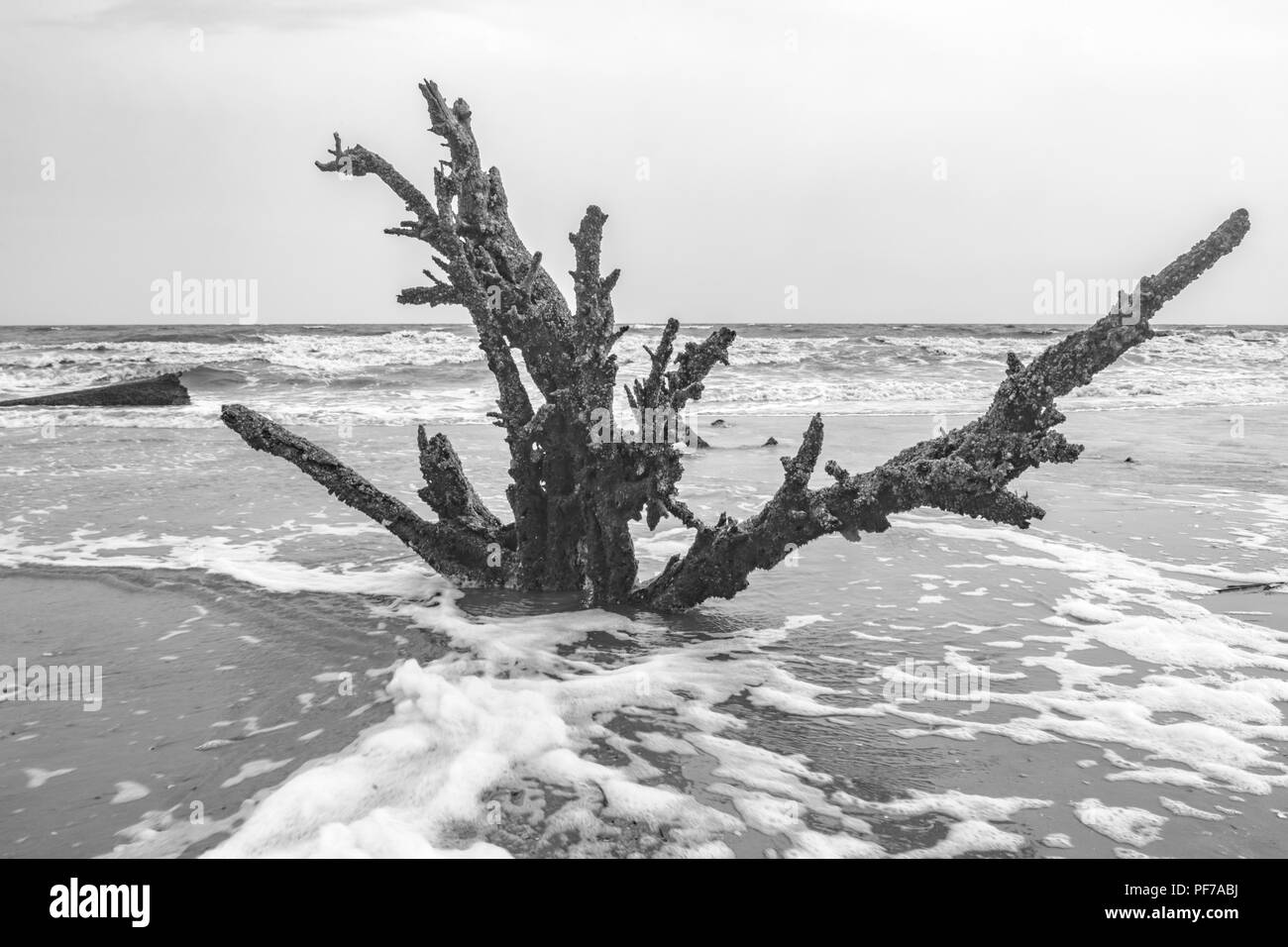 Ökologie: Die globale Erwärmung - der steigende Meeresspiegel - Strand Erosions- und Hurrikan Schäden Tötung sind die Bäume der Botany Bay auf Edisto Island South Carolina Stockfoto