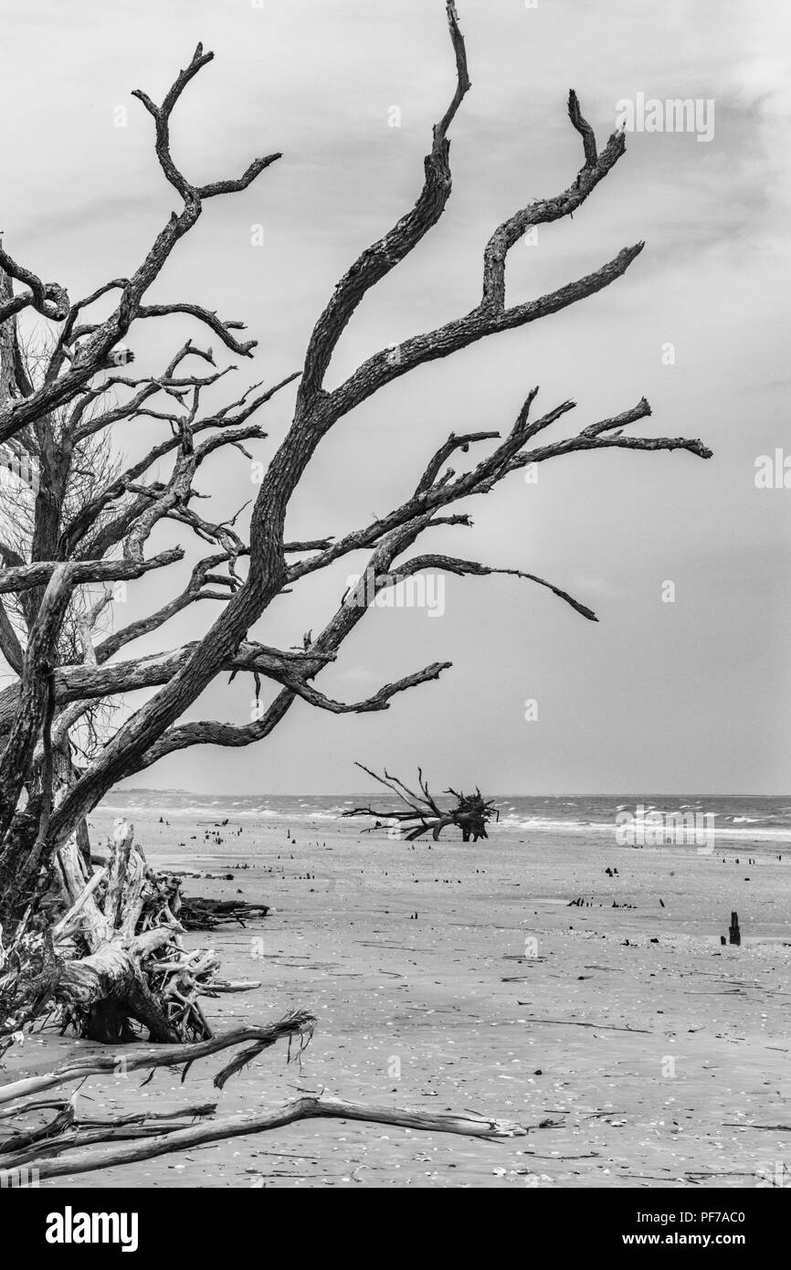 Ökologie: Die globale Erwärmung - der steigende Meeresspiegel - Strand Erosions- und Hurrikan Schäden Tötung sind die Bäume der Botany Bay auf Edisto Island South Carolina Stockfoto