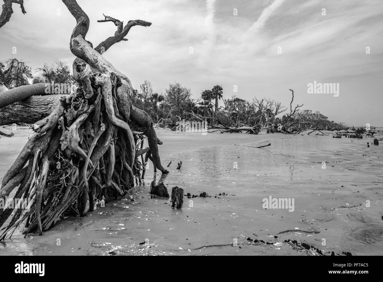 Ökologie: Die globale Erwärmung - der steigende Meeresspiegel - Strand Erosions- und Hurrikan Schäden Tötung sind die Bäume der Botany Bay auf Edisto Island South Carolina Stockfoto