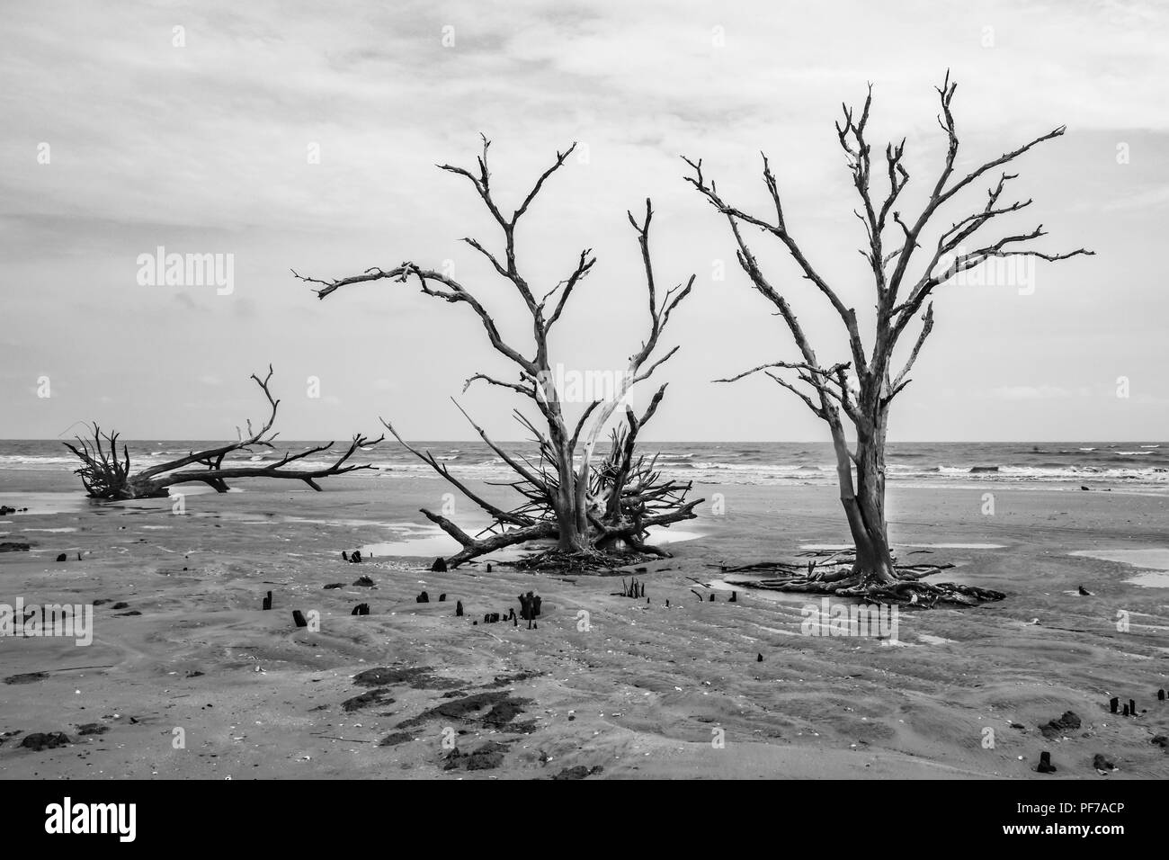 Ökologie: Die globale Erwärmung - der steigende Meeresspiegel - Strand Erosions- und Hurrikan Schäden Tötung sind die Bäume der Botany Bay auf Edisto Island South Carolina Stockfoto