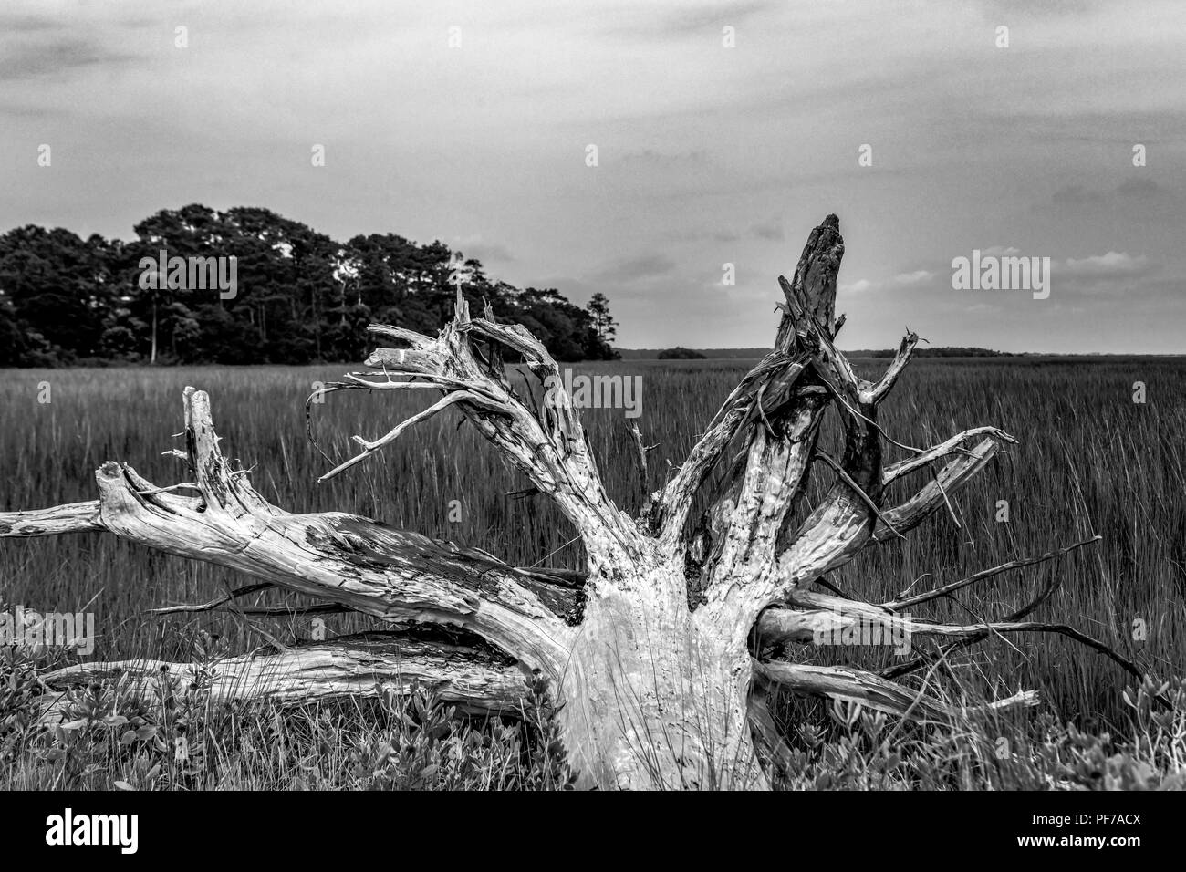 Ökologie: Die globale Erwärmung - der steigende Meeresspiegel - Strand Erosions- und Hurrikan Schäden Tötung sind die Bäume der Botany Bay auf Edisto Island South Carolina Stockfoto