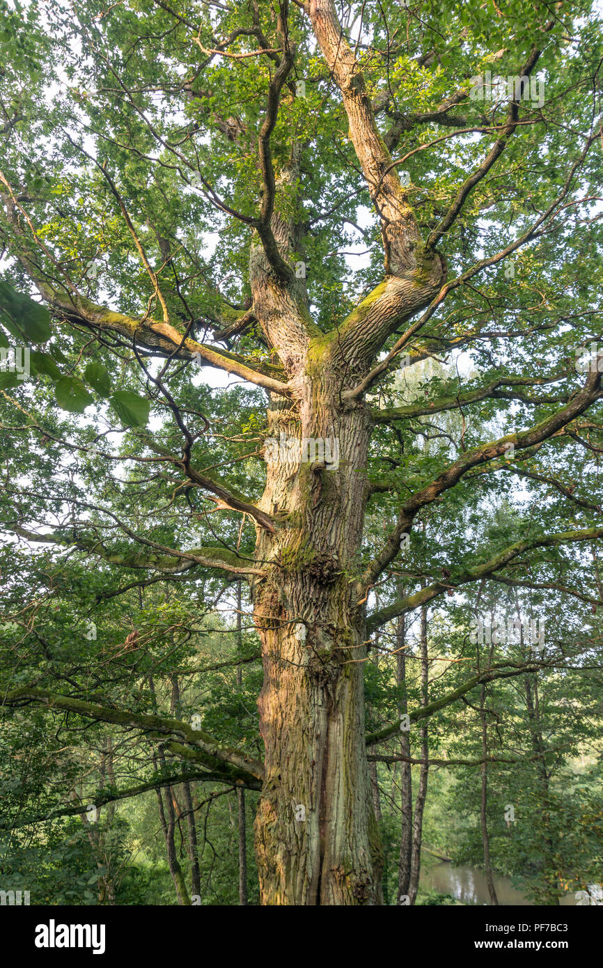 Hoch leistungsfähige Eiche Baum im Sommer Wald Stockfoto