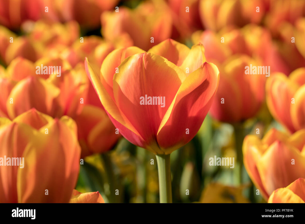 Schöne orange Tulpe in einem Garten Stockfoto