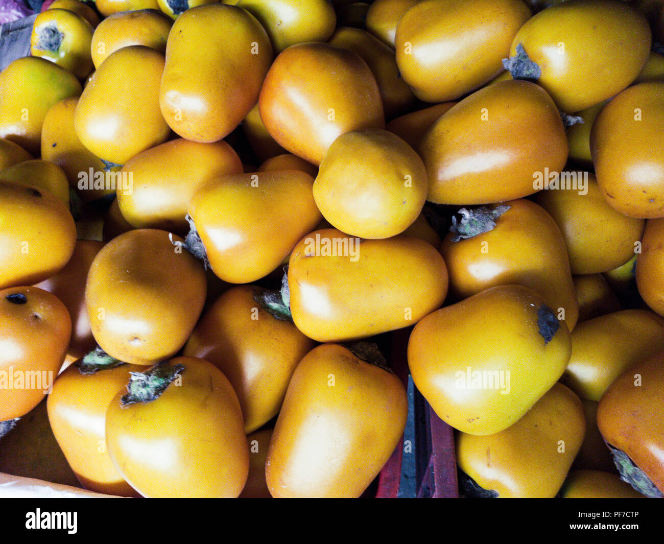Solanum sessiliflorum oder Cocona ist eine Frucht, die in tropischen Gebieten wächst, vor allem im Peruanischen Amazonas Stockfoto