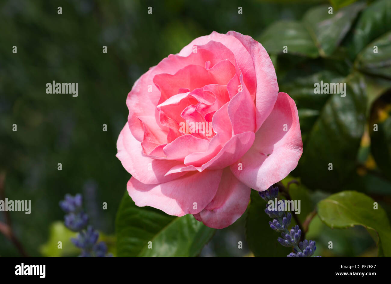 Nahaufnahme von einem einzigen rosa Rose (Rosa) im Juli in Großbritannien. Stockfoto