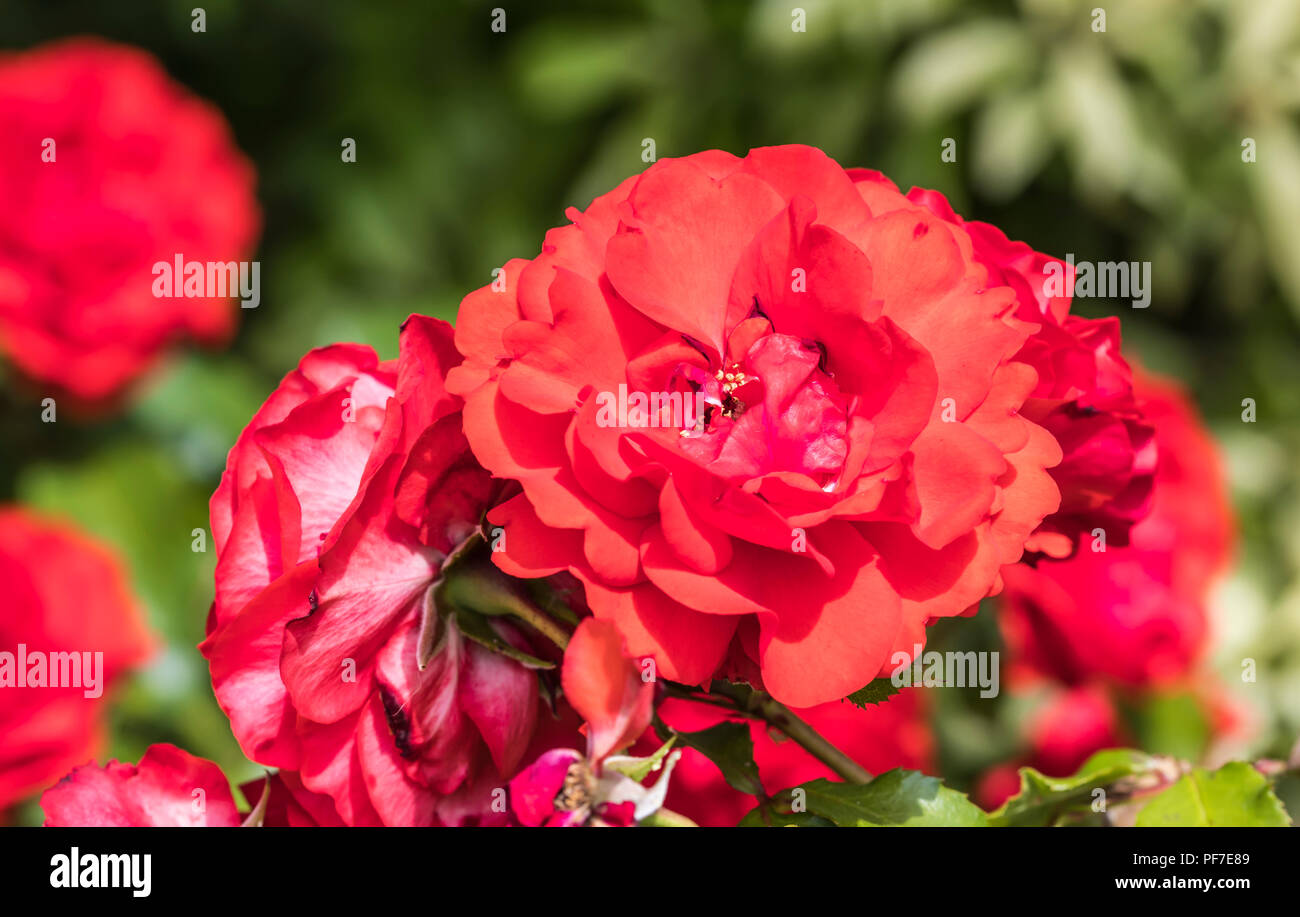 Red Rose (Rosa) Blüte im Sommer in Großbritannien. Stockfoto