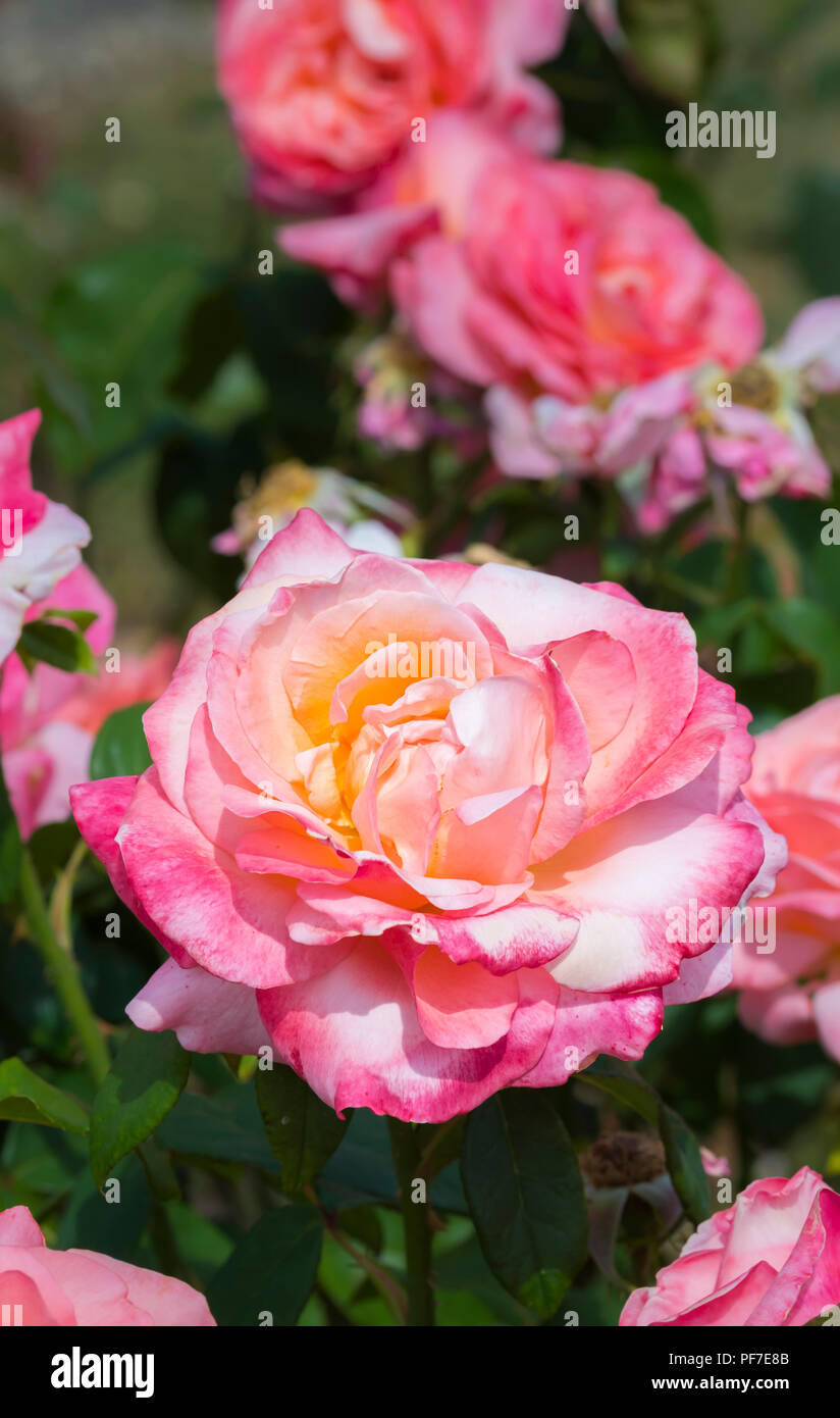 Nahaufnahme von einem einzigen rosa Rose (Rosa) im Juli in Großbritannien. Porträt Stockfoto