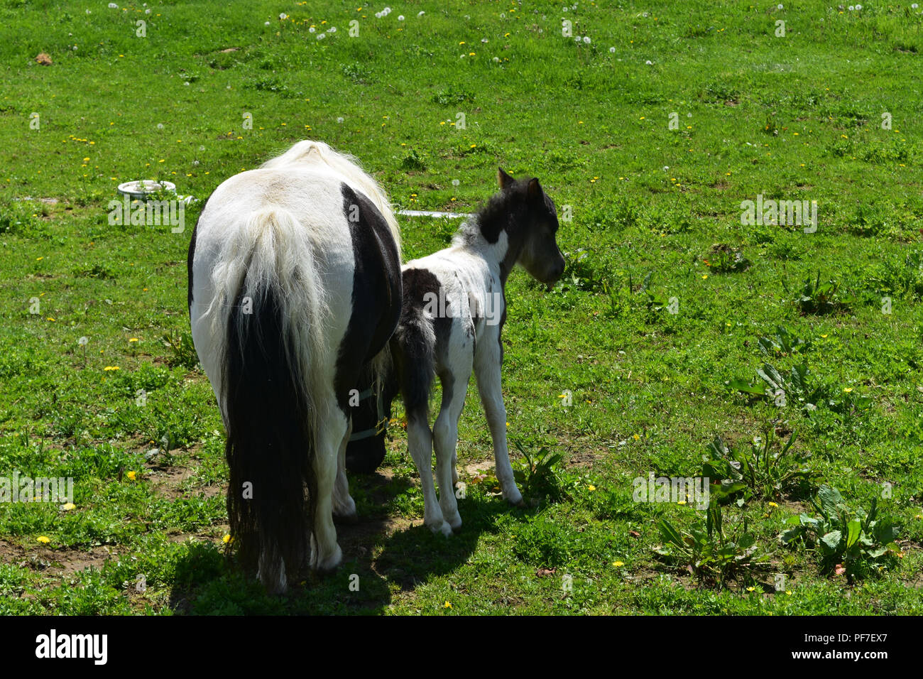 Adorable Schwarze und Weiße Mini Pferd Stute und Fohlen auf der Weide  Stockfotografie - Alamy